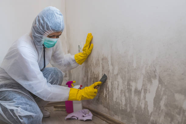 Best Mold Remediation for Specific Building Types in Groves, TX