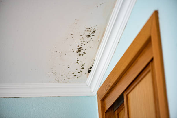 Trusted Groves, TX Mold Remediation Experts