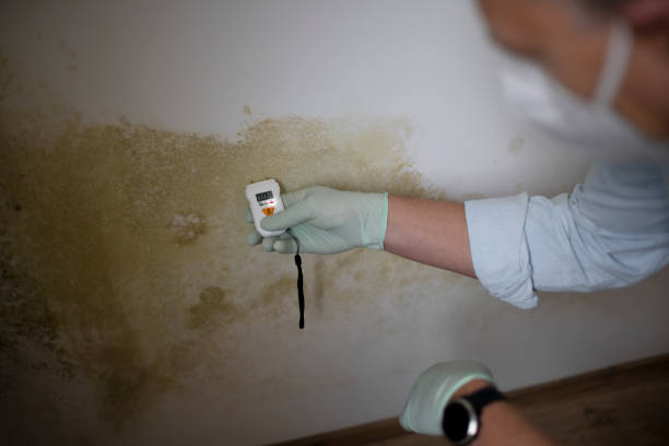 Best Health and Safety Mold Remediation in Groves, TX