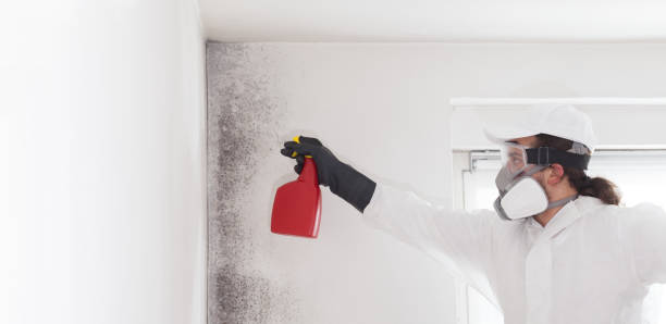 Best Industrial Mold Remediation in Groves, TX