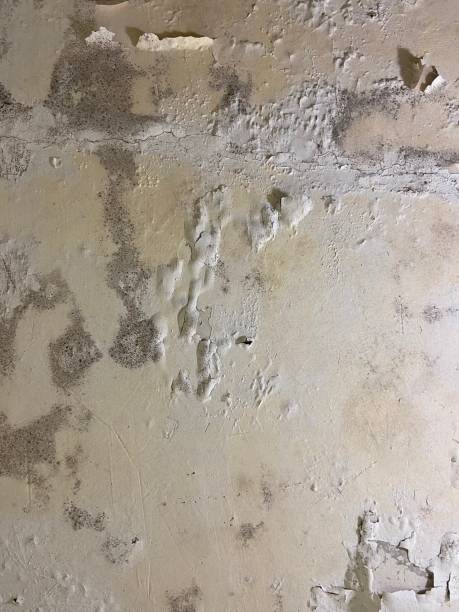 Best Emergency Mold Remediation in Groves, TX