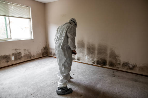 Best Black Mold Remediation in Groves, TX