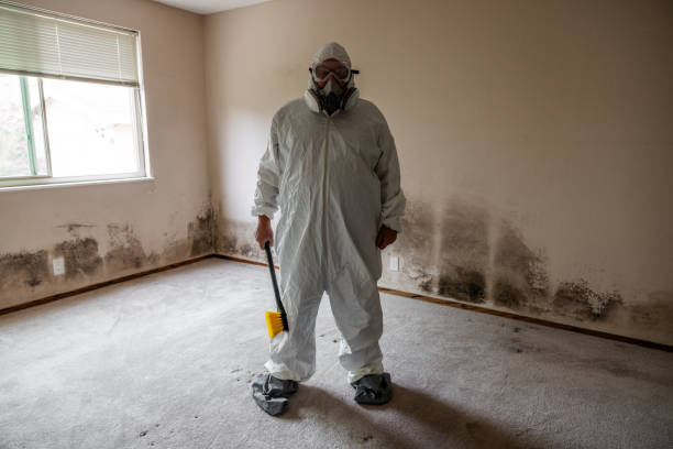 Best Basement Mold Remediation in Groves, TX