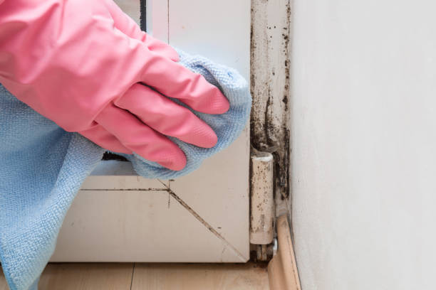 Best Basement Mold Remediation in Groves, TX