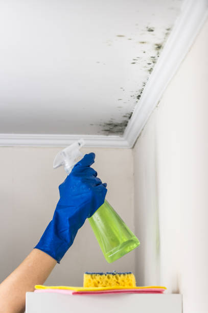 Best HVAC Mold Remediation in Groves, TX