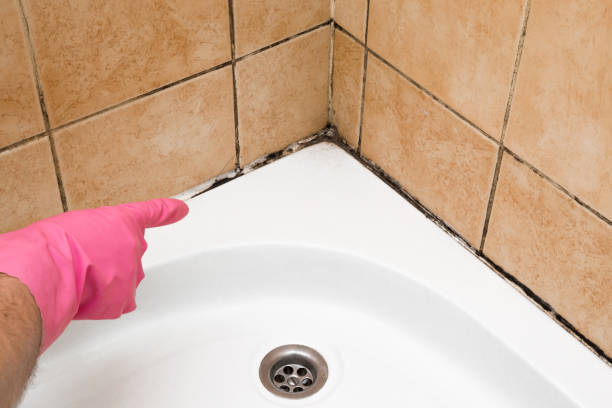 Best Crawl Space Mold Remediation in Groves, TX